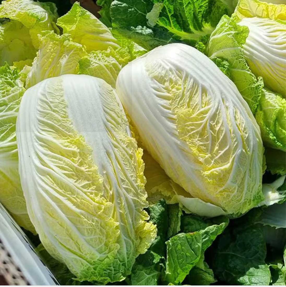 VEGETABLE ㅣ 하이랜드 단양 배추(양배추)